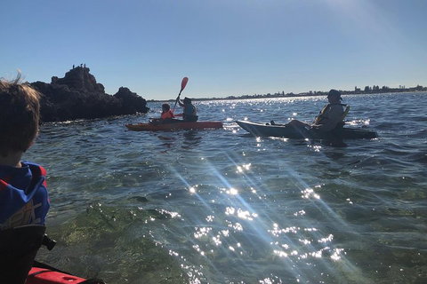 Penguin Island And Fremantle - Canoe, Chocolate & Coffee - Accommodation Kalgoorlie 1