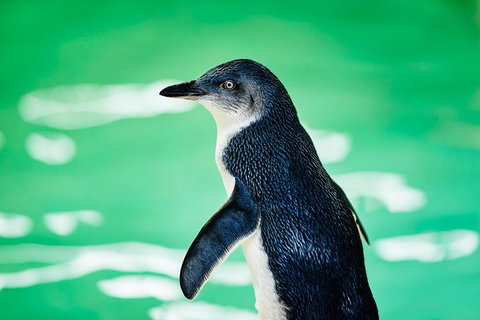 Penguin Island And Fremantle - Canoe, Chocolate & Coffee - Accommodation Kalgoorlie 4
