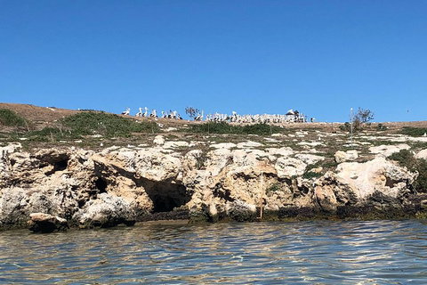 Penguin Island And Fremantle - Canoe, Chocolate & Coffee - Accommodation Kalgoorlie 5