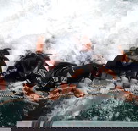 Cruise in Moreton Bay Marine Park and Moreton Island - Accommodation Kalgoorlie