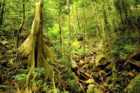 Cairns 4WD Waterfall And Rainforest Tour Including Kuranda Scenic Railway - Accommodation Kalgoorlie 1