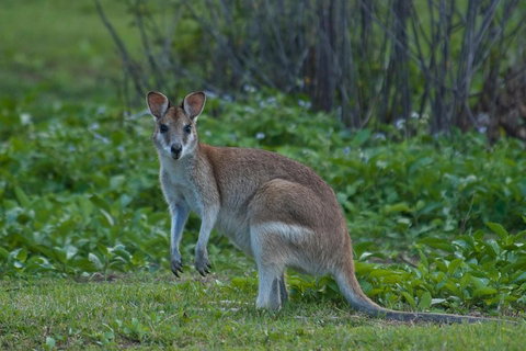 Cairns 4WD Waterfall And Rainforest Tour Including Kuranda Scenic Railway - Accommodation Kalgoorlie 2