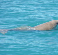 Snubfin Dolphin Eco Cruise from Broome - Accommodation Kalgoorlie