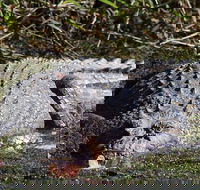 Full Day Tour in the Daintree - Accommodation Kalgoorlie