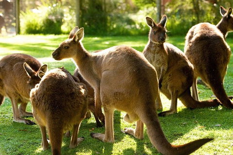 Melbourne City Card (3 Days): Visit Unlimited Attractions! - Accommodation Kalgoorlie 4