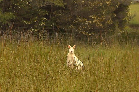 Bruny Island Day Trip From Hobart - Accommodation Kalgoorlie 5