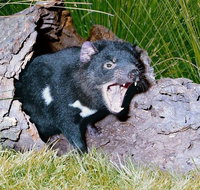Private Blue Mountains Tour with Kangaroo and Koala Experience - Accommodation Kalgoorlie