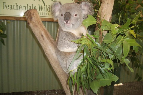 Full-Day Private Blue Mountains Tour With River Cruise - Accommodation Kalgoorlie 2