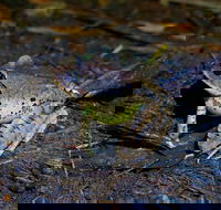 Glow Worms Private Tour - Nocturnal Rainforest Walk - Accommodation Kalgoorlie