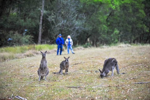 Private Blue Mountains And Winery Day-Trip From Sydney - Accommodation Kalgoorlie 5