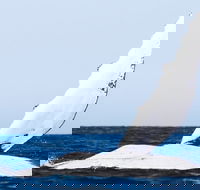 2-Hour Guided Whale Watching Tour at Noosa - Accommodation Kalgoorlie