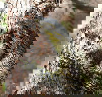 Byron Bay Combo Hinterland Tour Including Minyon Falls and Kayaking with Dolphins - Accommodation Kalgoorlie