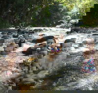 Daintree Rainforest Cape Tribulation Mossman Gorge Small-Group Day Tour - Accommodation Kalgoorlie