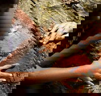 Ngana Julaymba Dungay - Full Day - Accommodation Kalgoorlie