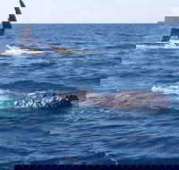 Noosa Whale Watching - Accommodation Kalgoorlie