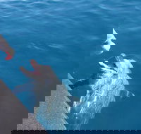 Noosa Wild Dolphin Safari - Accommodation Kalgoorlie