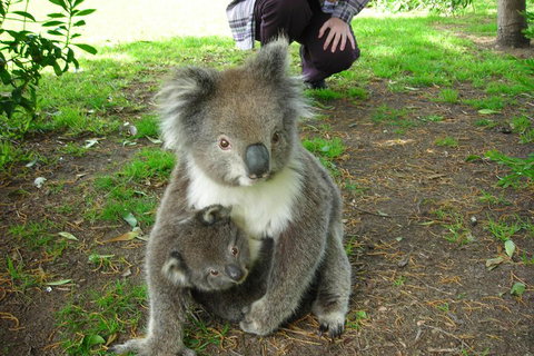 3-Day Adelaide To Melbourne Tour Including The Great Ocean Road - Accommodation Kalgoorlie 3
