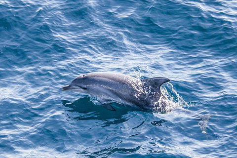 All Inclusive Dolphin And Tangalooma Wrecks Cruise - Accommodation Kalgoorlie 1