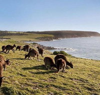Kangaroo Island Personal Group Tours - Accommodation Kalgoorlie