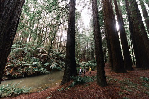 LGBT+ Friendly 3 Day Private Tour Great Ocean Road & Phillip Island - Accommodation Kalgoorlie 2