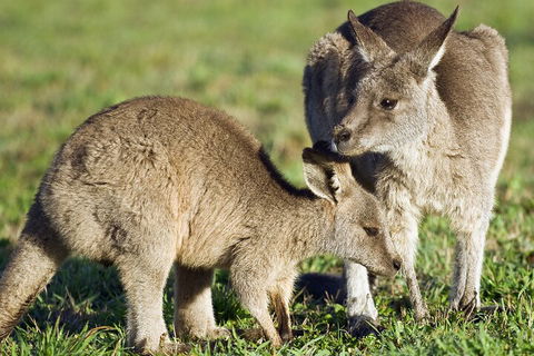 LGBT+ Friendly Full Day Phillip Island Private Tour - Accommodation Kalgoorlie 3