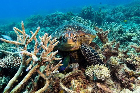 Great Barrier Reef Day Cruise From Cairns Including Snorkeling And Marine Biologist Presentation - Accommodation Kalgoorlie 4