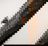 100 Metre Abseil Mount Wellington Hobart - Accommodation Kalgoorlie