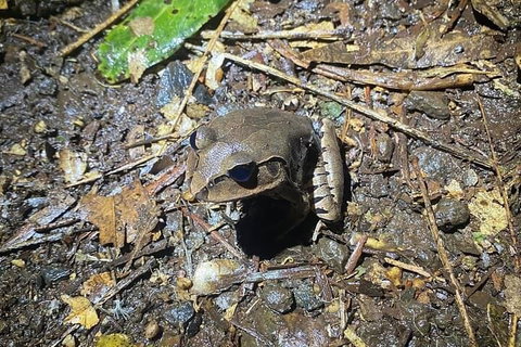 Evening Rainforest & Glow Worm Experience - Accommodation Kalgoorlie 1