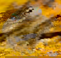 Daintree and Cape Tribulation Full Day Guided Tour - Accommodation Kalgoorlie