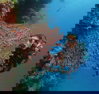 Silversonic Outer Great Barrier Reef Dive and Snorkel Cruise from Port Douglas - Accommodation Kalgoorlie