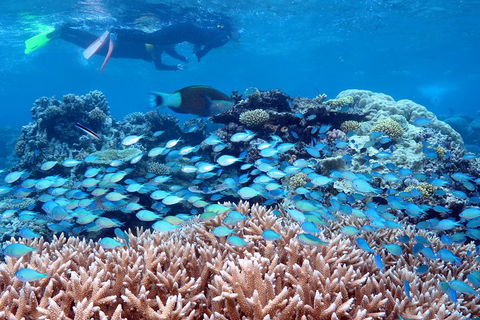 Silversonic Outer Great Barrier Reef Dive And Snorkel Cruise From Port Douglas - Accommodation Kalgoorlie 5