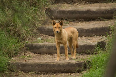 Blue Mountains Small-Group Insider Tour From Sydney - Accommodation Kalgoorlie 3