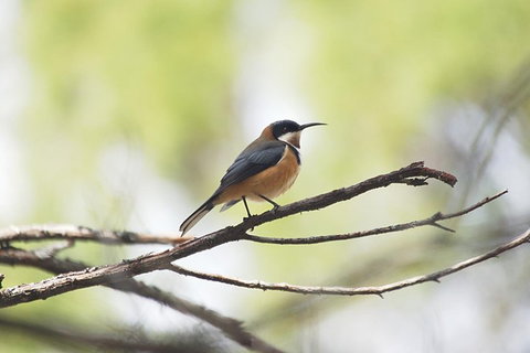 Private Blue Mountains Insider Tour From Sydney - Accommodation Kalgoorlie 2