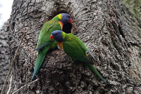 Private Blue Mountains Insider Tour From Sydney - Accommodation Kalgoorlie 3