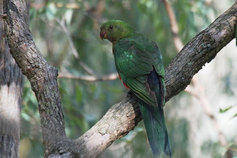 Private Blue Mountains Insider Tour From Sydney - Accommodation Kalgoorlie 5