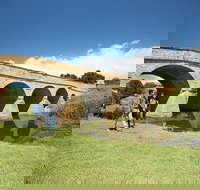 Bonorong Wildlife Park and Richmond Afternoon Tour from Hobart - Accommodation Kalgoorlie