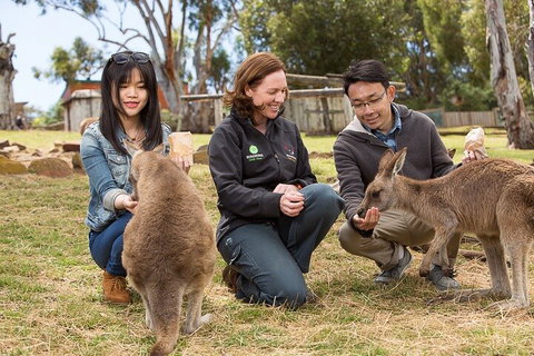 Bonorong Wildlife Park And Richmond Afternoon Tour From Hobart - Accommodation Kalgoorlie 1