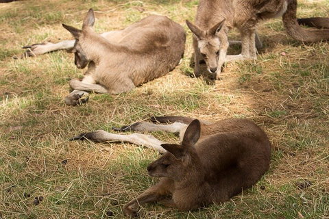 Bonorong Wildlife Park And Richmond Afternoon Tour From Hobart - Accommodation Kalgoorlie 3
