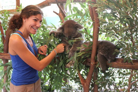Pinnacles Desert, Koalas And Sandboarding 4WD Day Tour From Perth - Accommodation Kalgoorlie 5