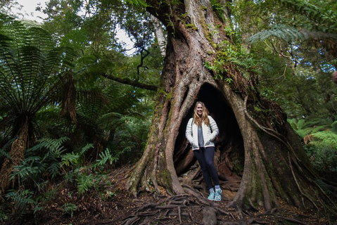 Great Ocean Road Small-Group Ecotour From Melbourne - Accommodation Kalgoorlie 4