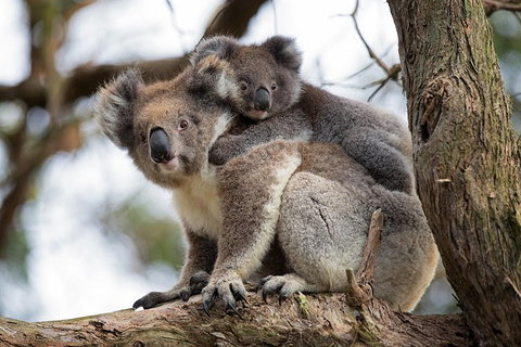 Great Ocean Road Sunset Tour From Melbourne - Accommodation Kalgoorlie 0