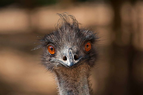 Currumbin Wildlife Sanctuary General Entry Ticket - Accommodation Kalgoorlie 0