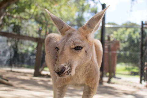 Currumbin Wildlife Sanctuary General Entry Ticket - Accommodation Kalgoorlie 2