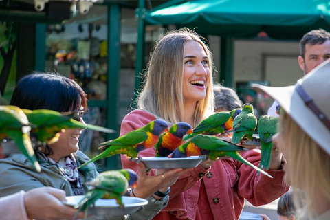 Currumbin Wildlife Sanctuary General Entry Ticket - Accommodation Kalgoorlie 3