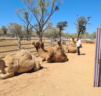 West MacDonnell Ranges Half-Day Small-Group Tour with Camel Ride - Accommodation Kalgoorlie