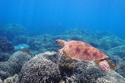 Calypso Outer Great Barrier Reef Cruise From Port Douglas - Accommodation Kalgoorlie 2