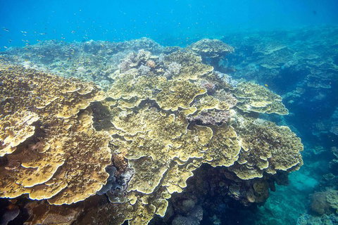 Cruise To Moore Reef Pontoon And Return Helicopter Flight From Cairns - Accommodation Kalgoorlie 5