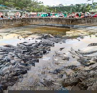 Hartley's Crocodile Adventures Day Trip from Palm Cove - Accommodation Kalgoorlie