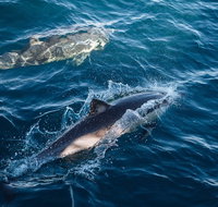 Sydney Whale-Watching Cruise - Accommodation Kalgoorlie