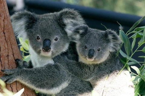 Sydney Harbour Ferry With Taronga Zoo Entry Ticket - Accommodation Kalgoorlie 3
